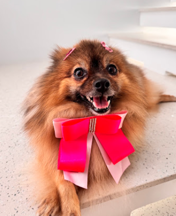 Lulu da pomerânia após banho e tosa na Santé Animal