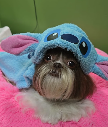 Cão após tosa e banho, pronto para ir para casa