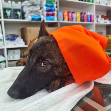 Cão em atendimento veterinário na Santé Animal